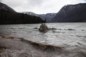 Zlatorog. (avtor fotografije Stane Klemenc)